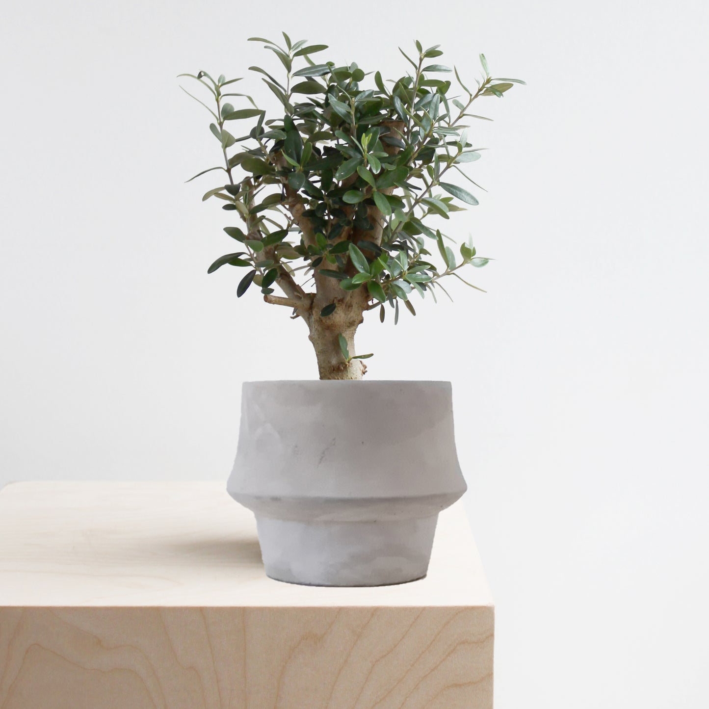 עץ זית ארבקינה