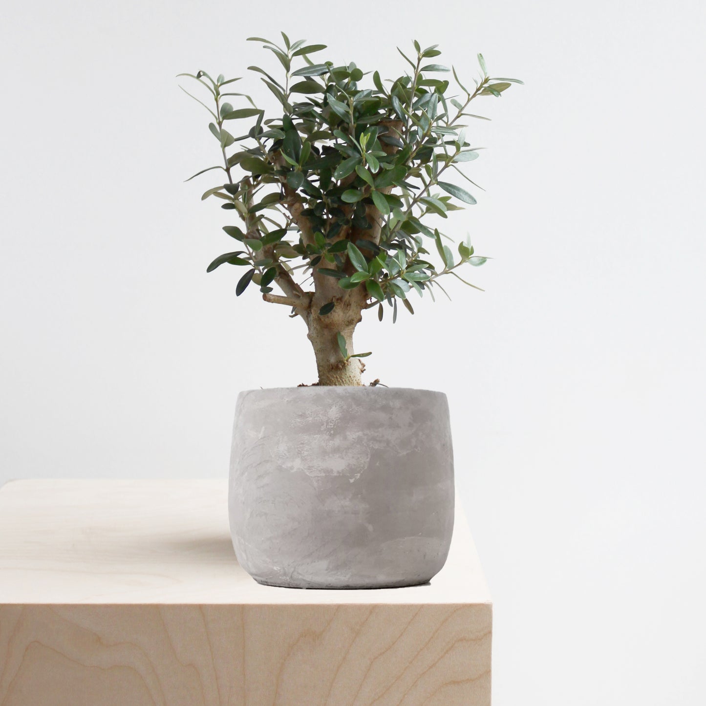 Arbequina Olive Tree S Size