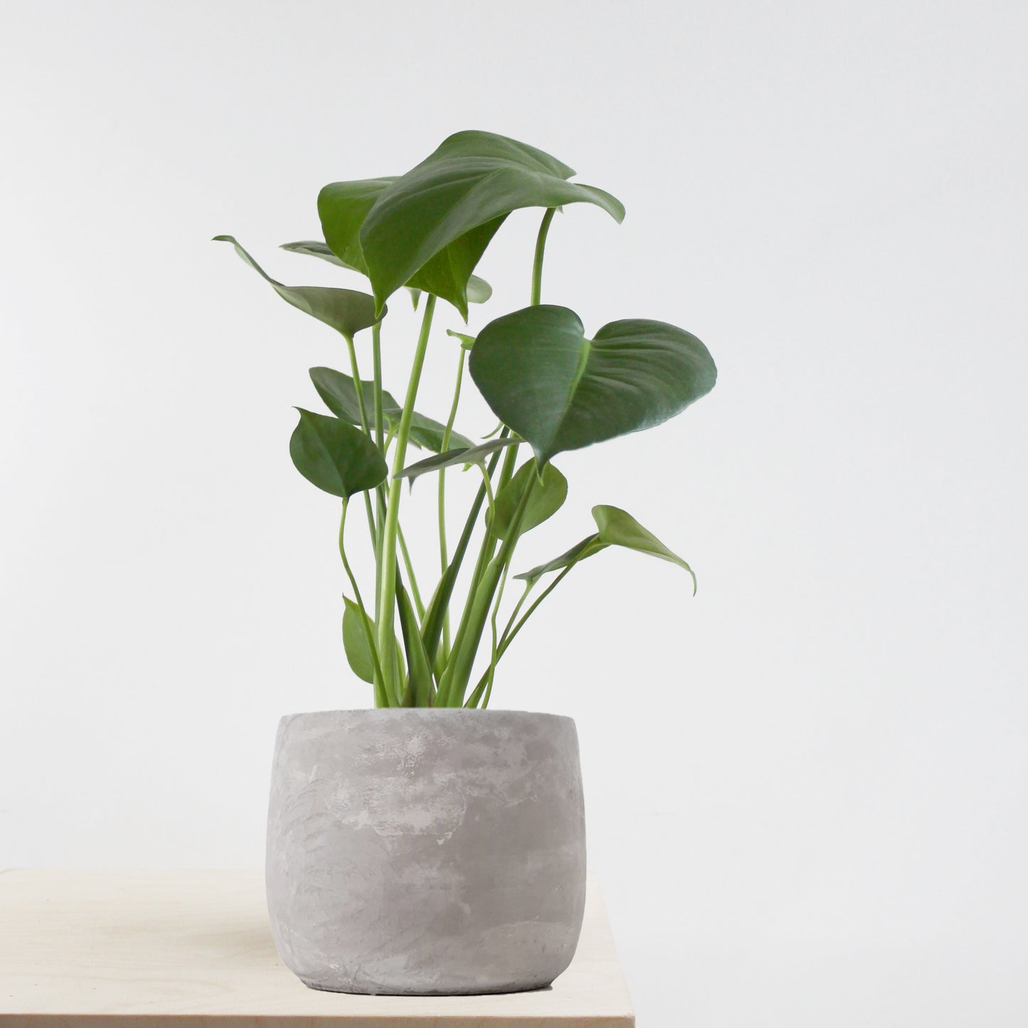 Monstera Deliciosa XL Size