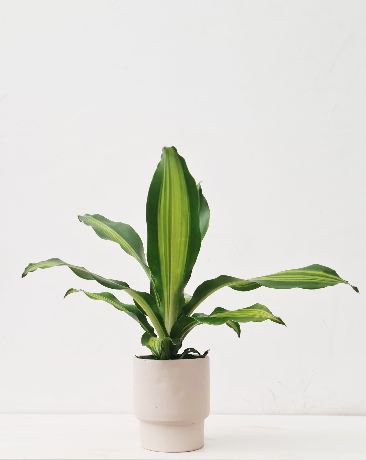 דרצנה מסאנג'אנה