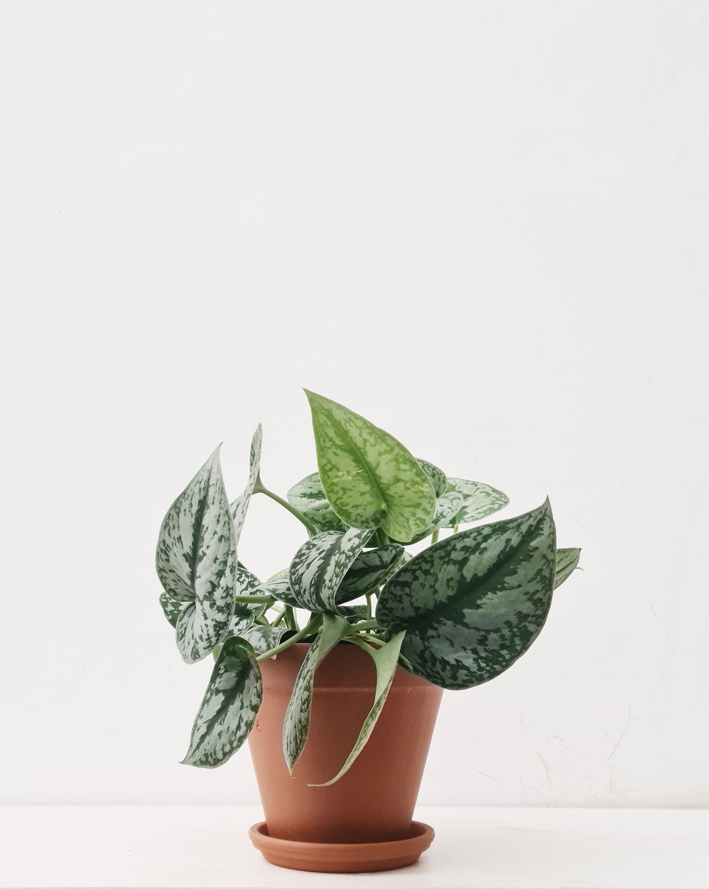 פיקטוס סינדפסוס בינוני