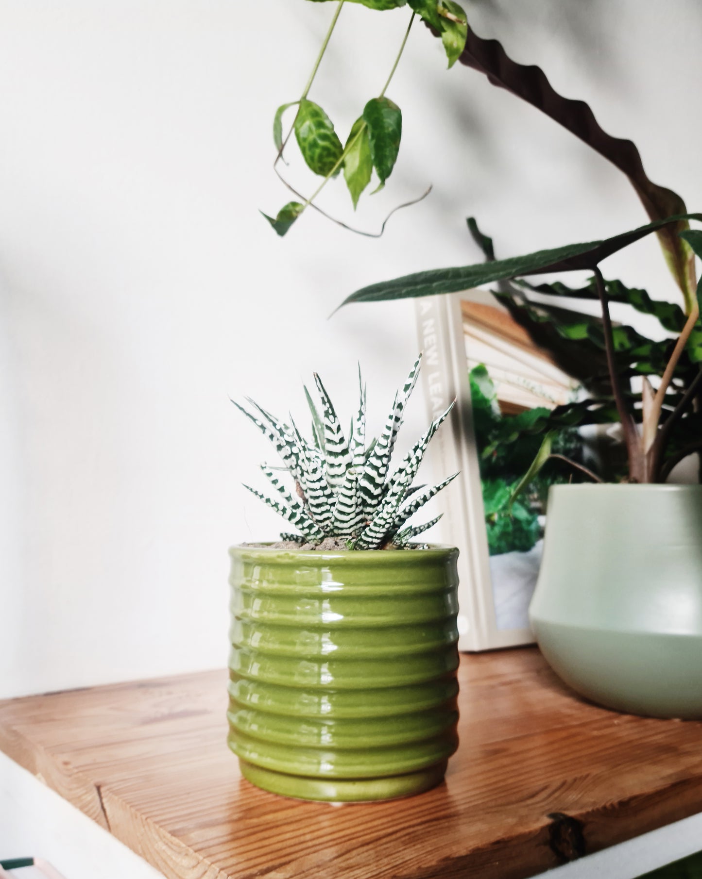 כלי קרמיקה ירוק דור