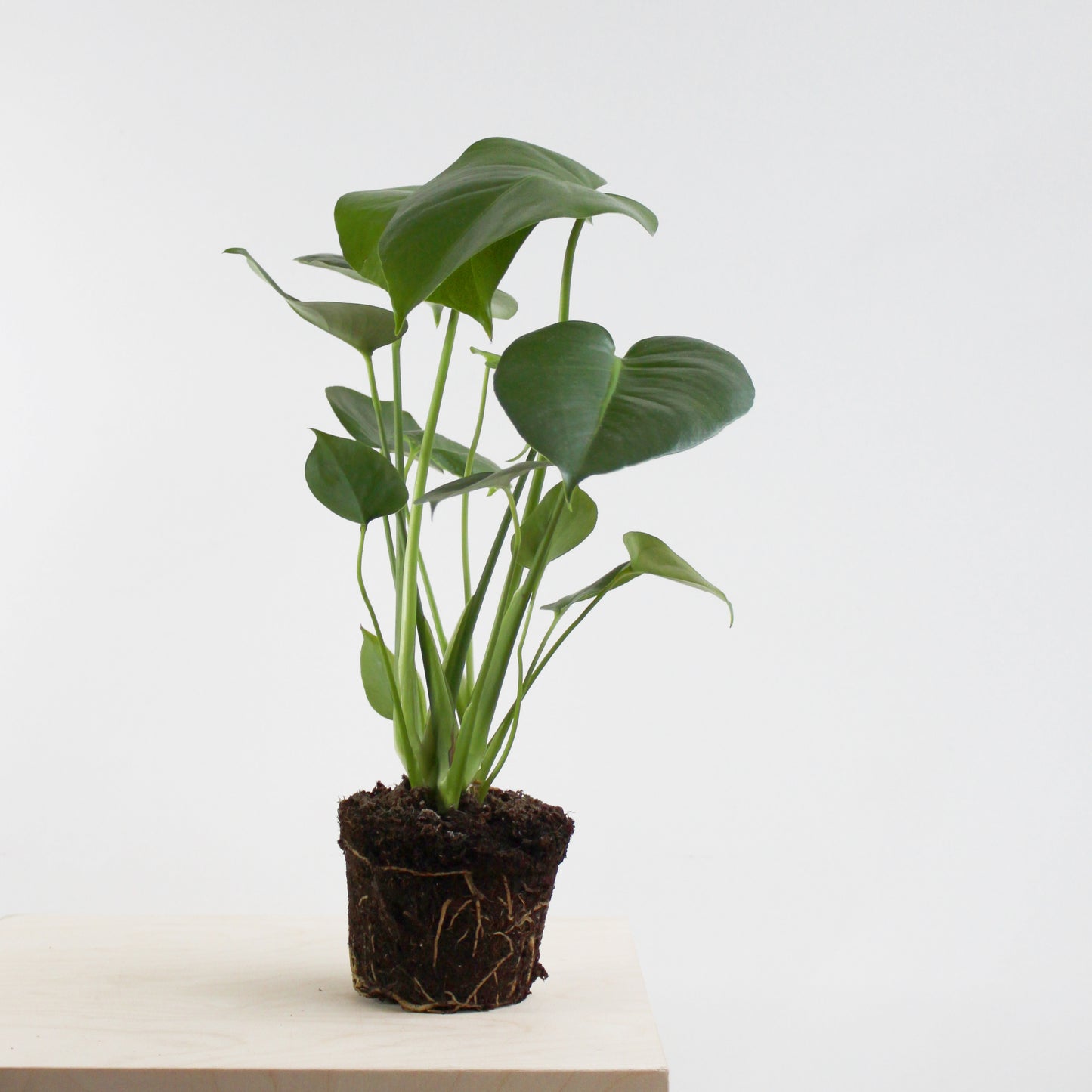 Monstera Deliciosa XL Size