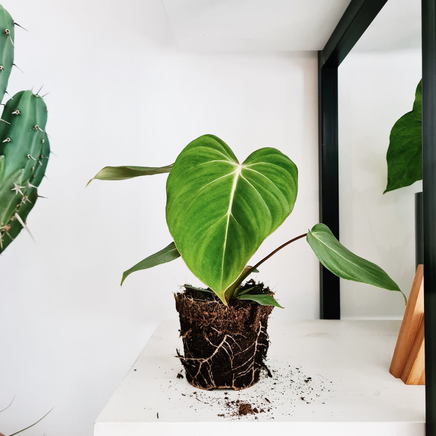 Philodendron Gloriosum S Size