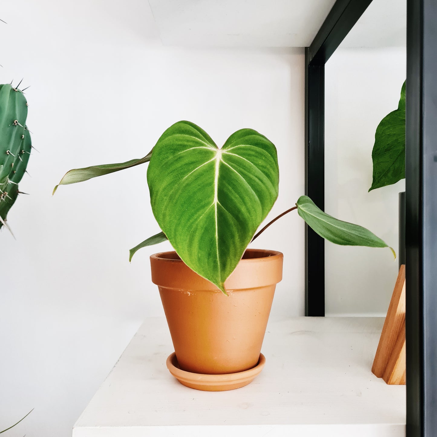 Philodendron Gloriosum S Size
