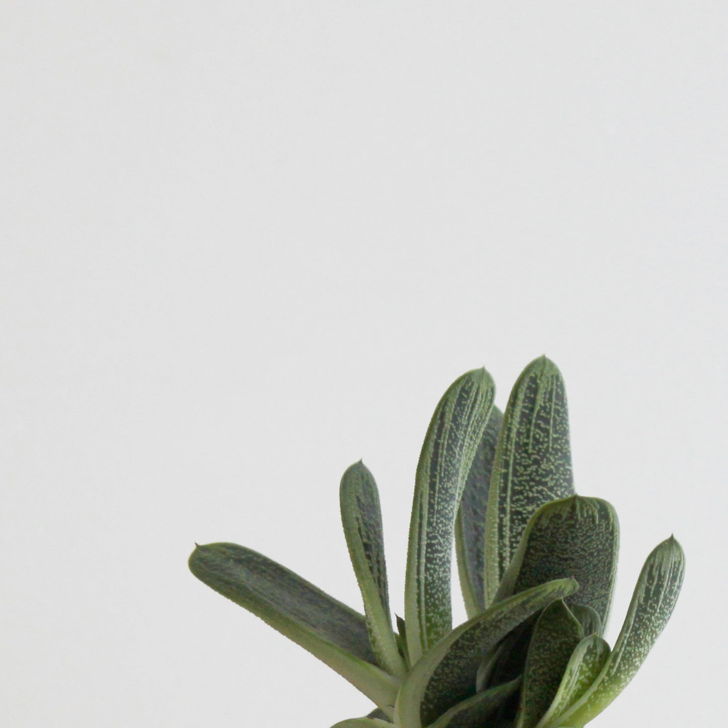 Gasteria Little Warty S Size