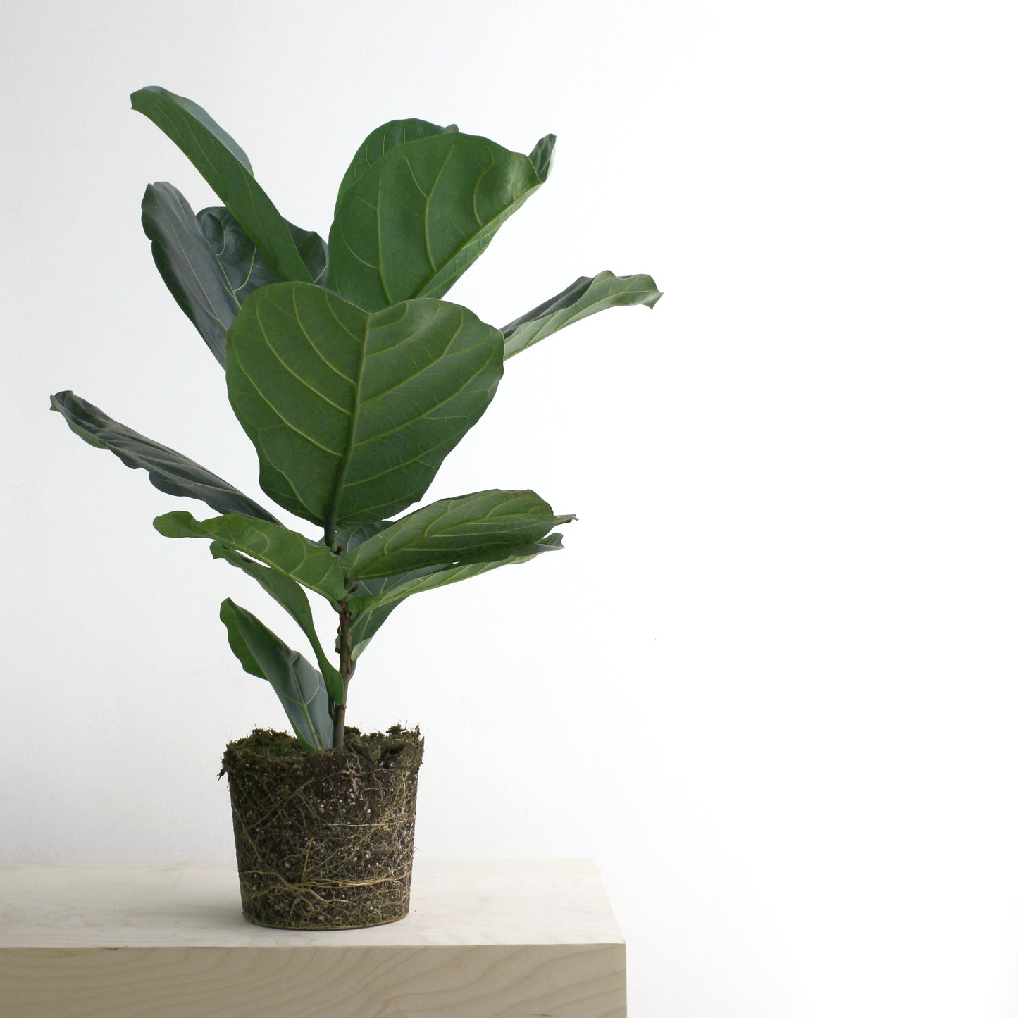 Fiddle Leaf Fig XL Size