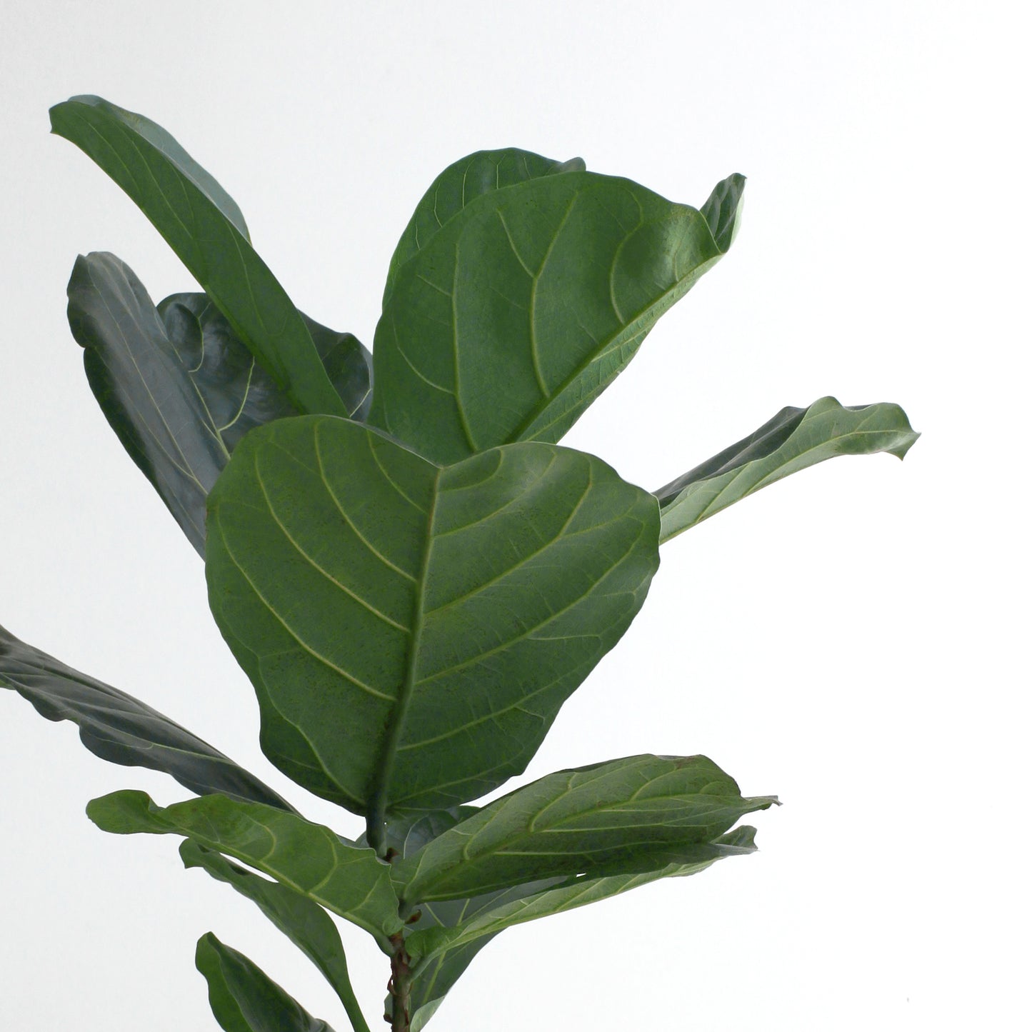 Fiddle Leaf Fig XL Size