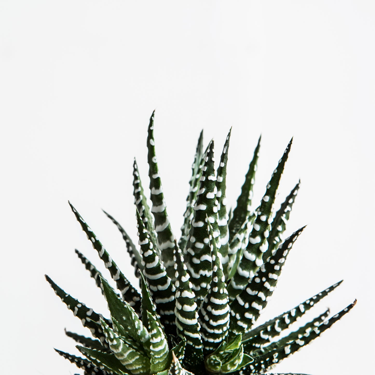 Haworthia Fasciata S Size