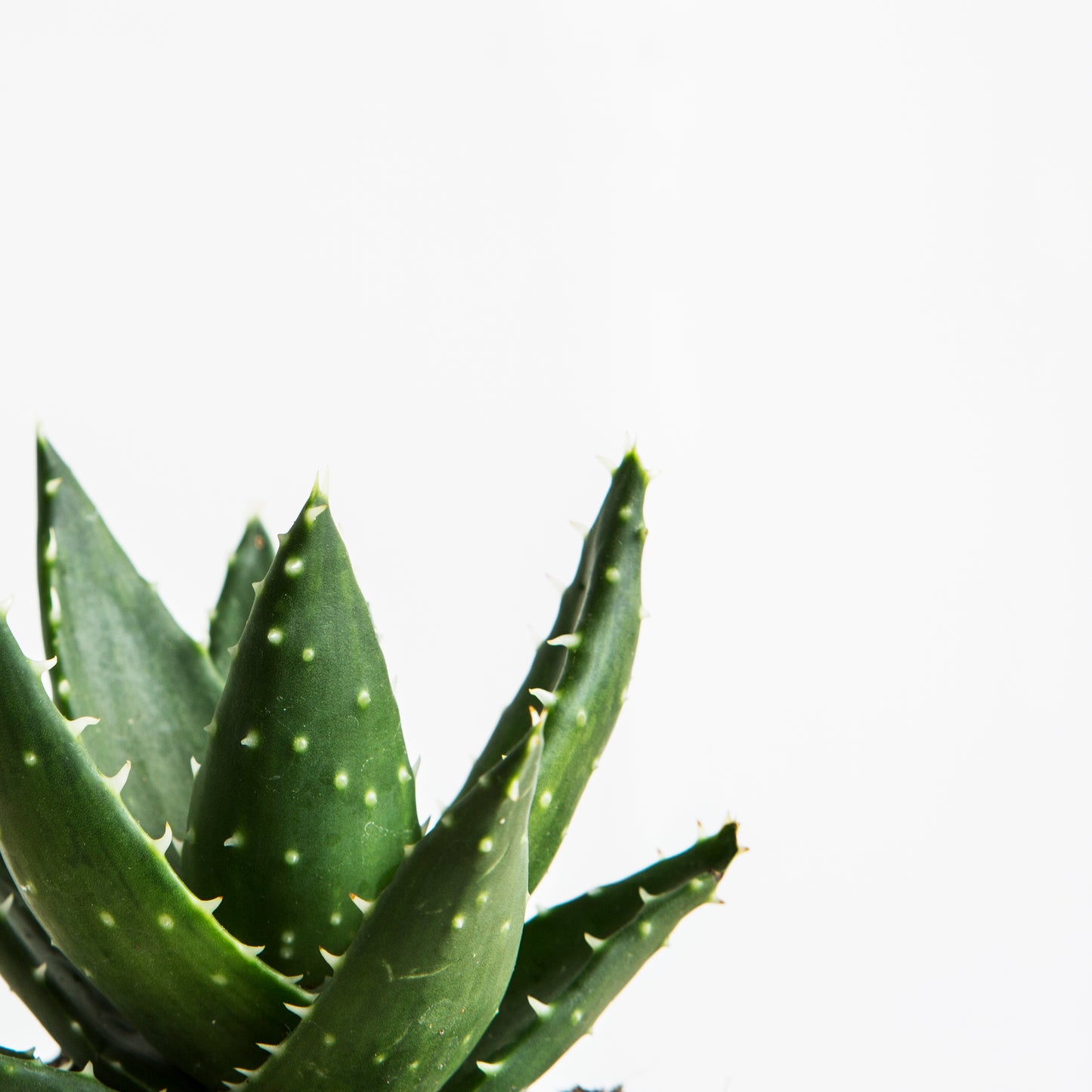 שלישיית סוקולנטים