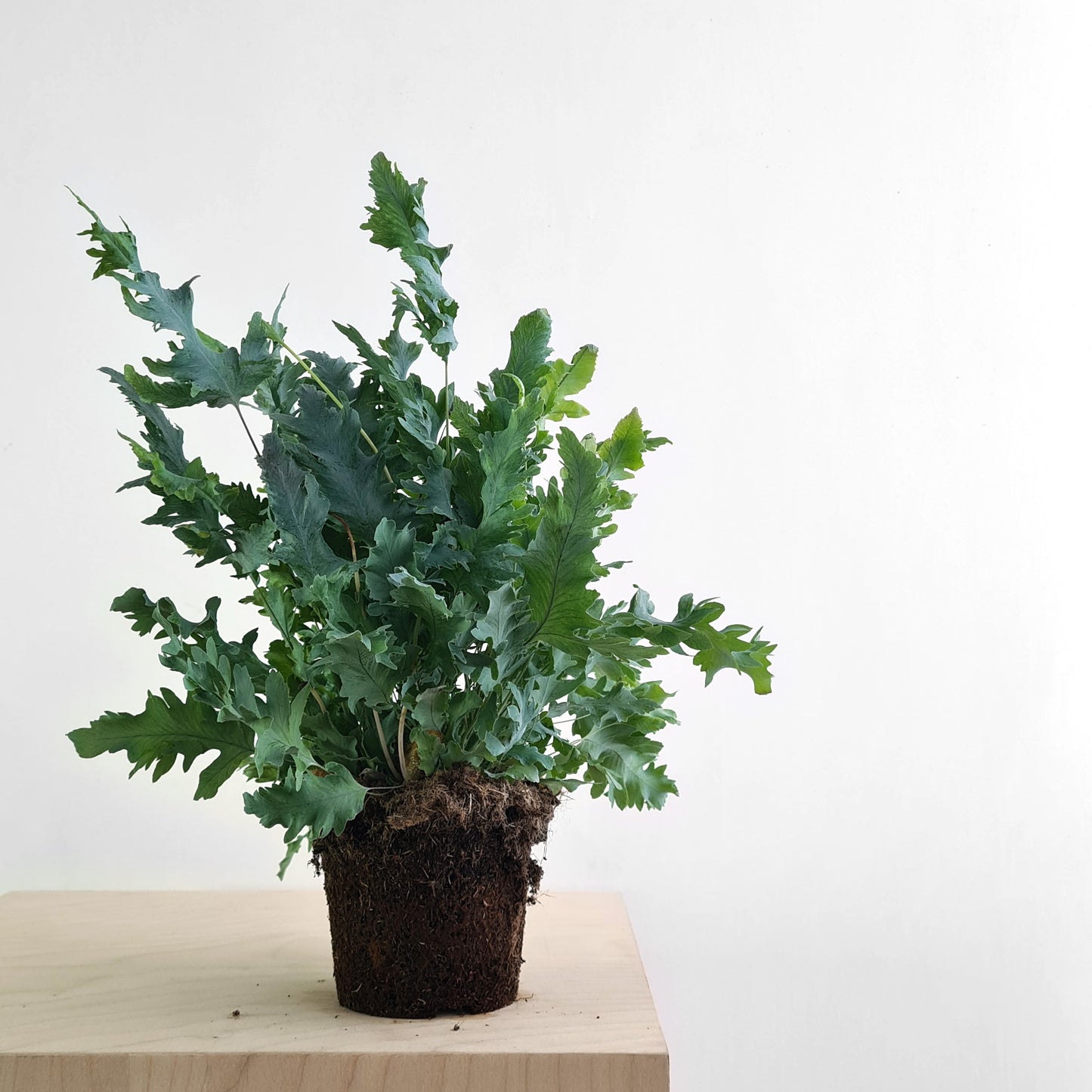 Phlebodium Aureum Davana