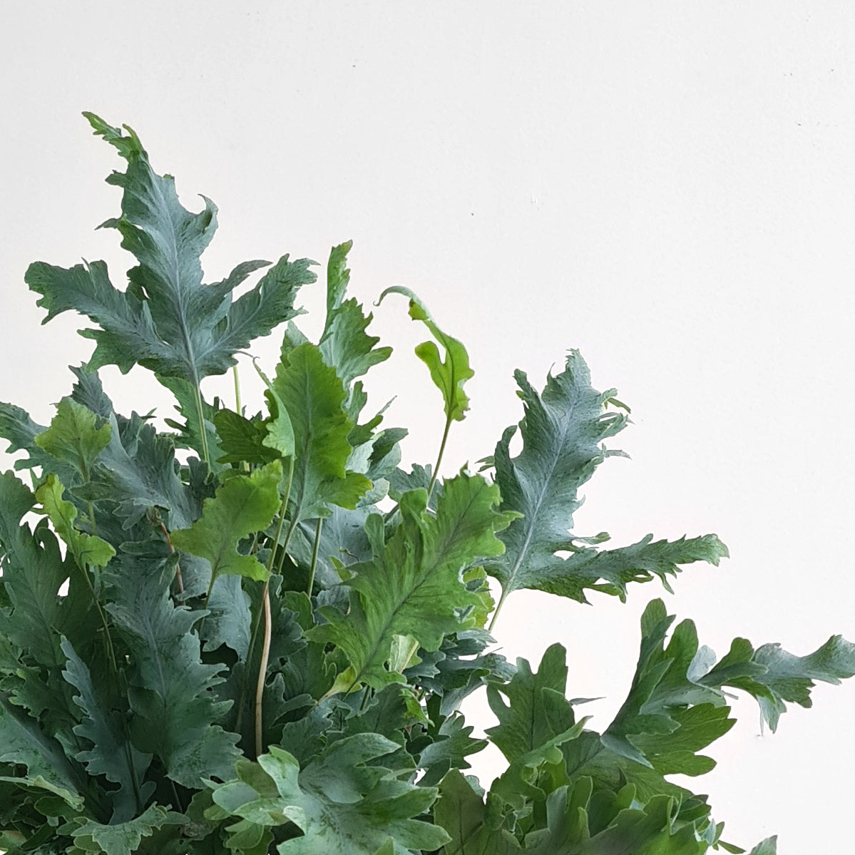 Phlebodium Aureum Davana