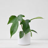 Philodendron Florida Green S Size