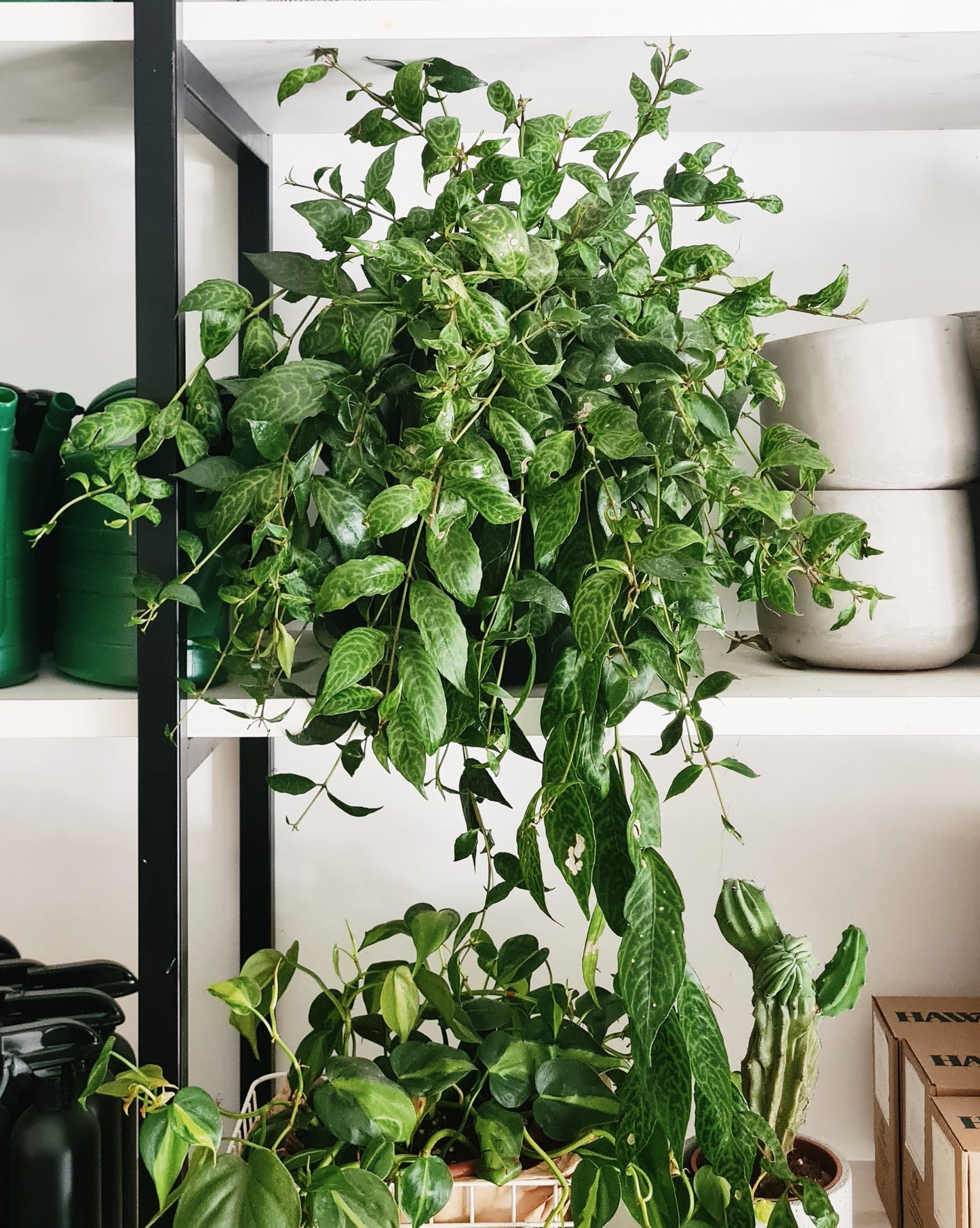 אשיננטוס מנומר