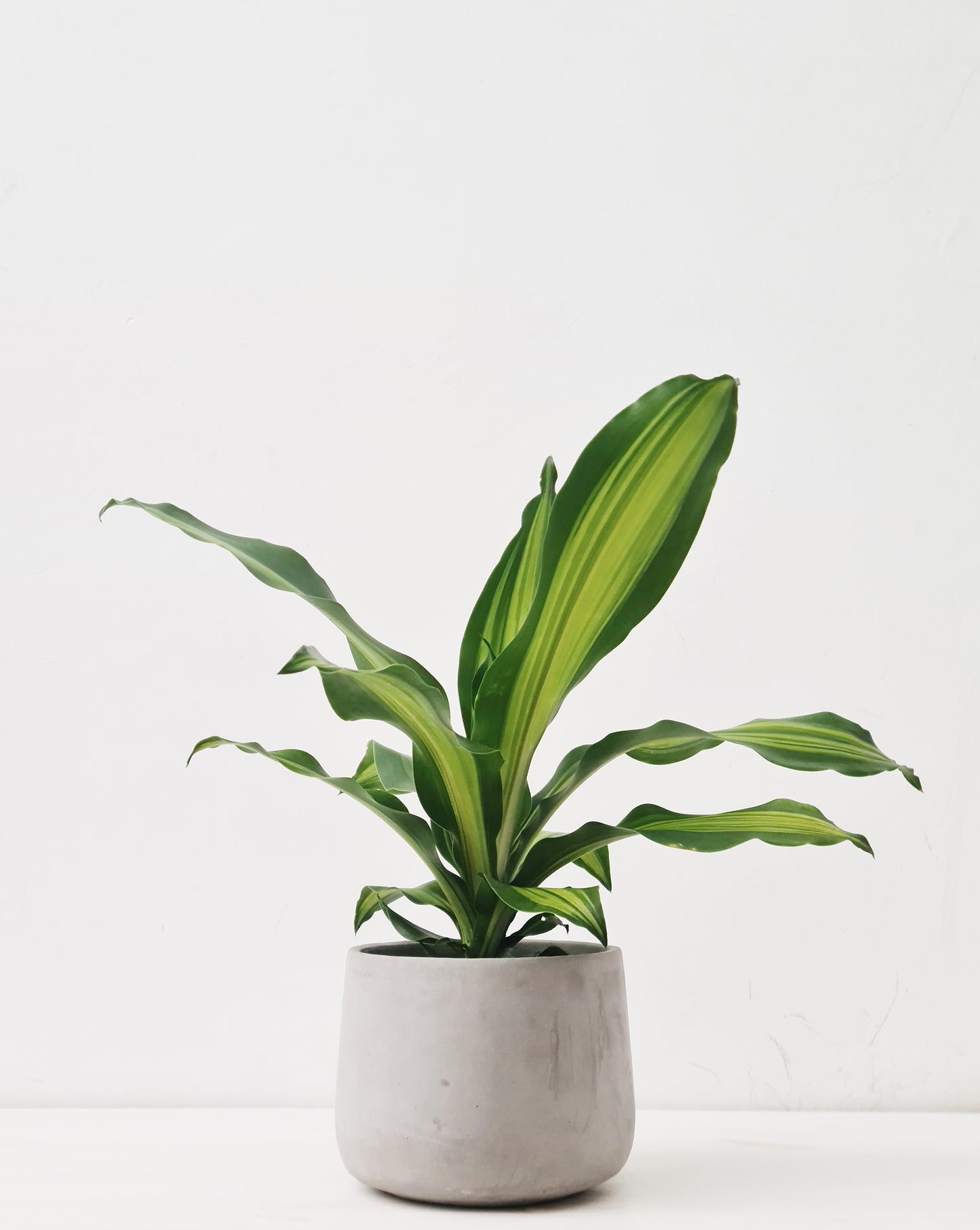 דרצנה מסאנג'אנה