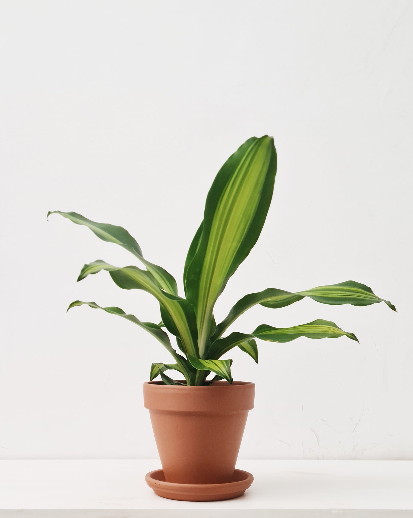 דרצנה מסאנג'אנה