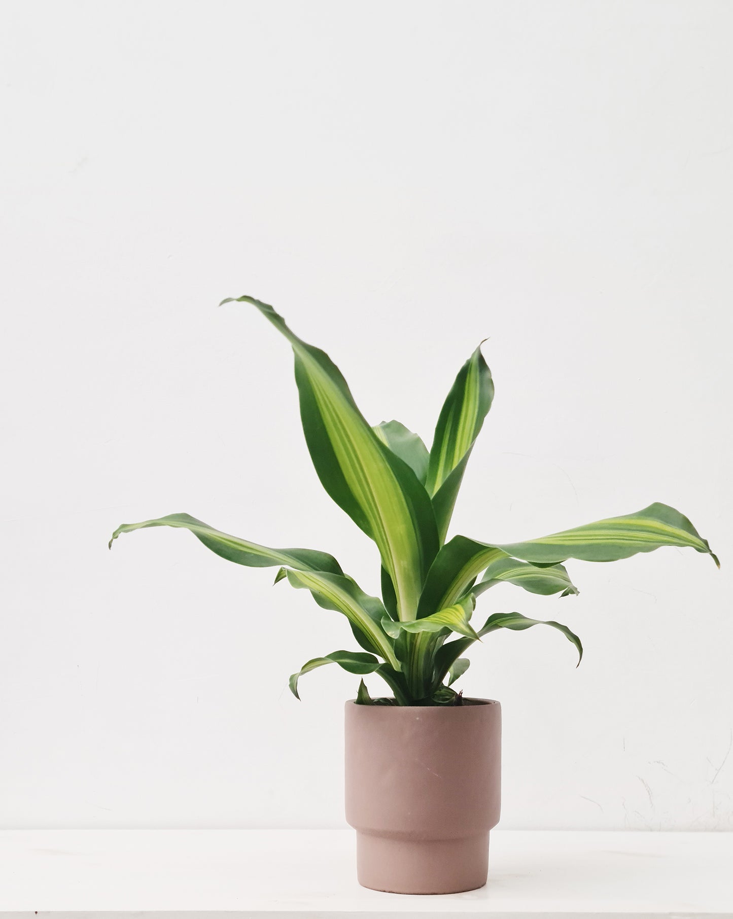 דרצנה מסאנג'אנה