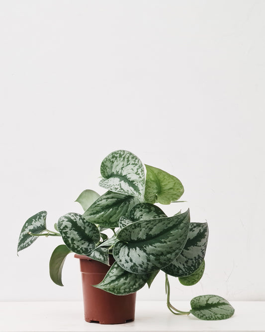 פיקטוס סינדפסוס בינוני