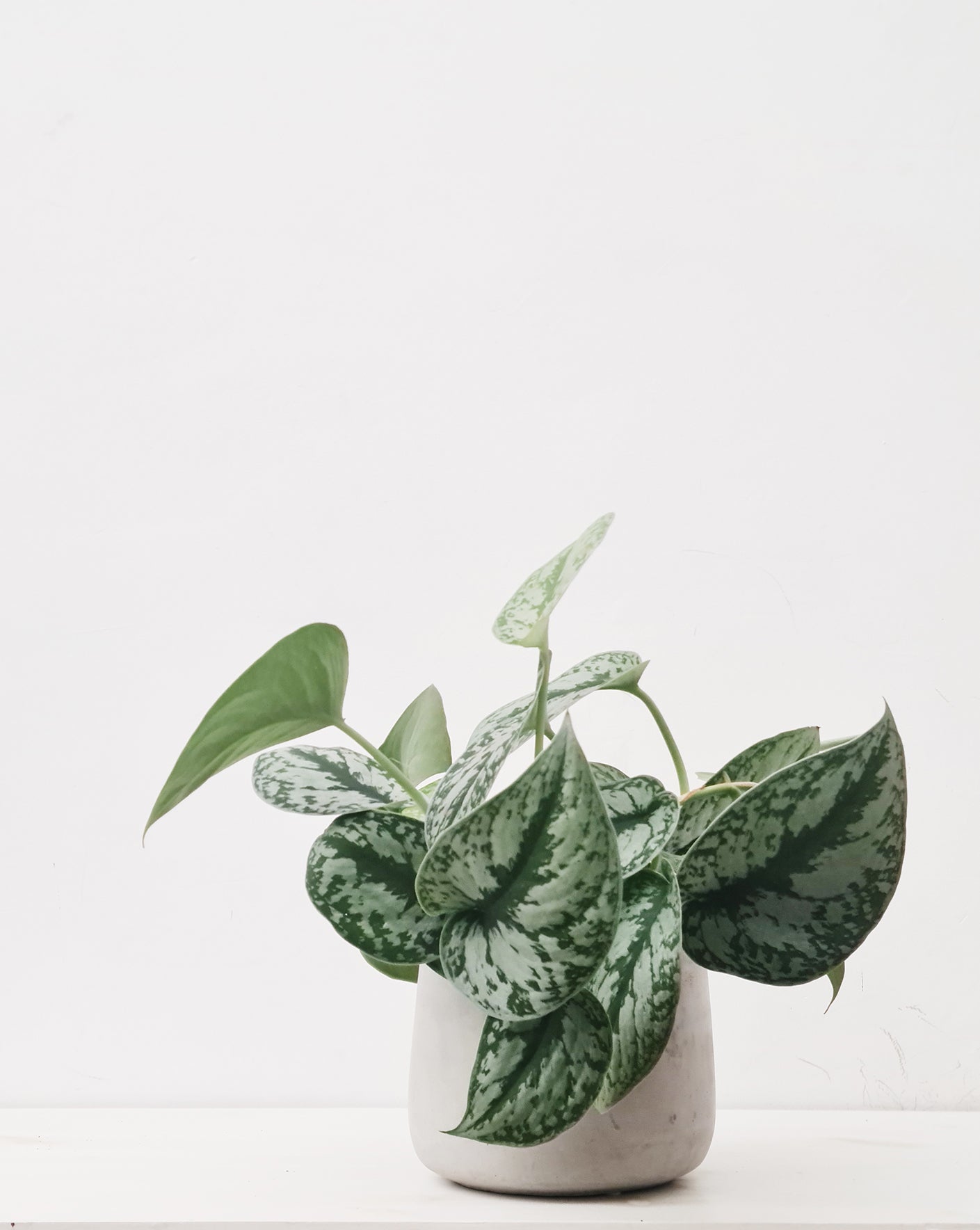 פיקטוס סינדפסוס בינוני