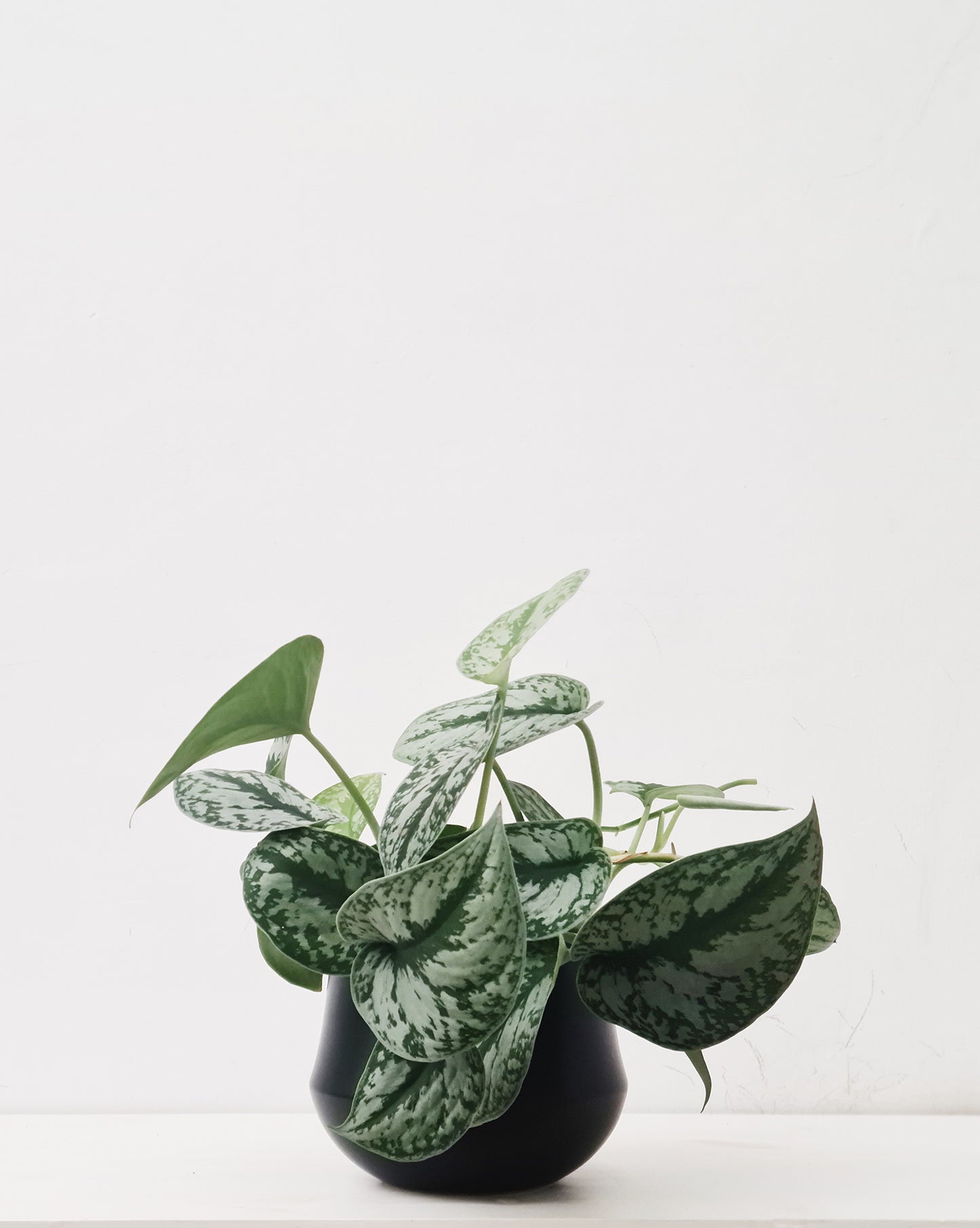 פיקטוס סינדפסוס בינוני