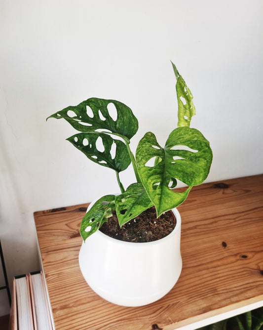 מונסטרה אדנסוני מינט