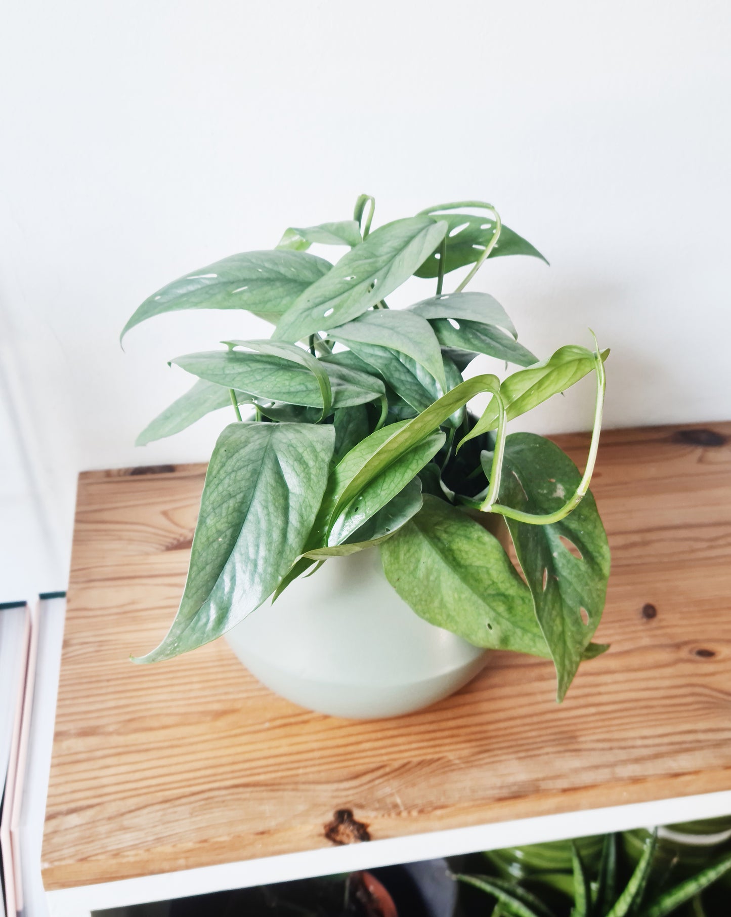 אפיפרמנום סבו בלו