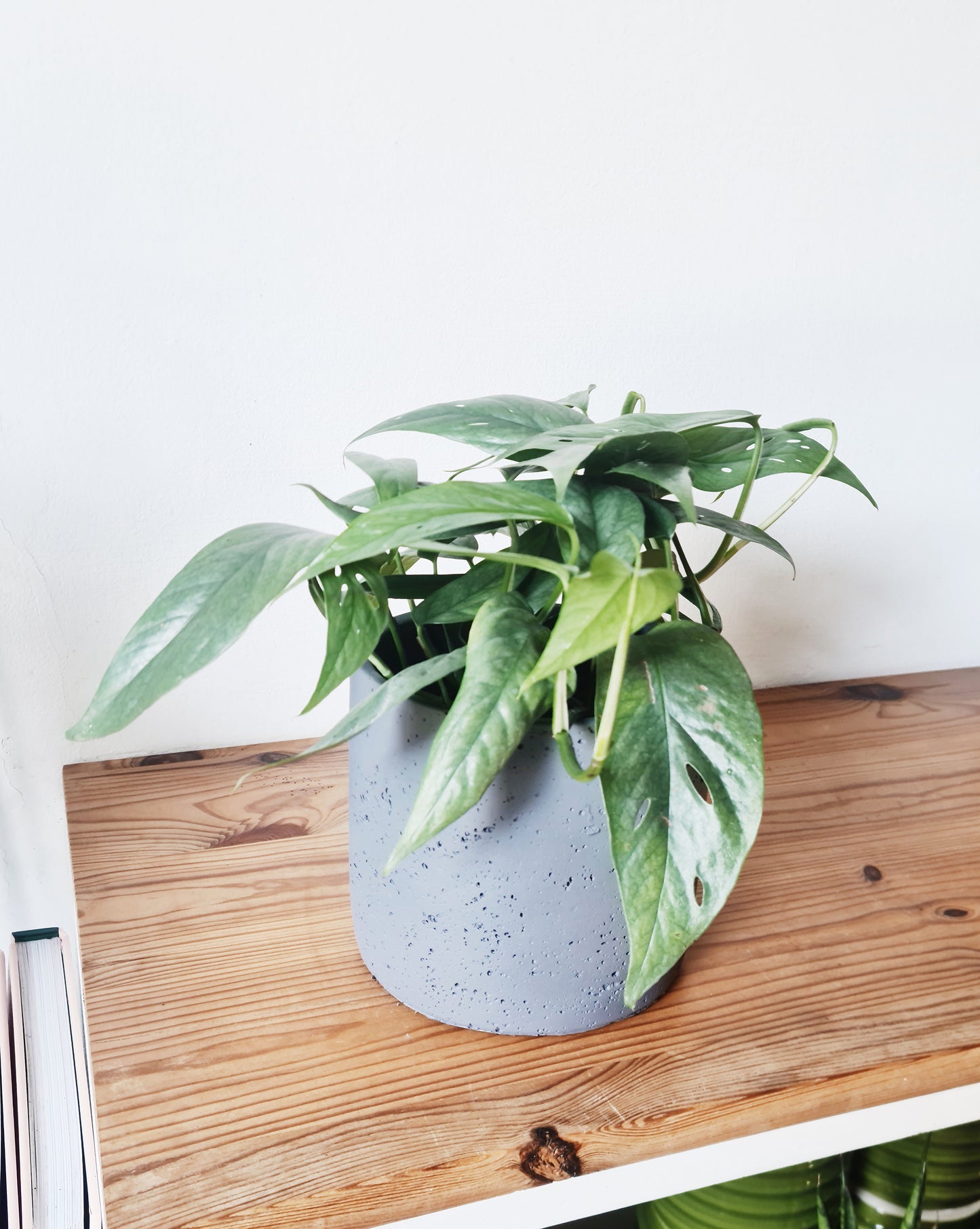 אפיפרמנום סבו בלו