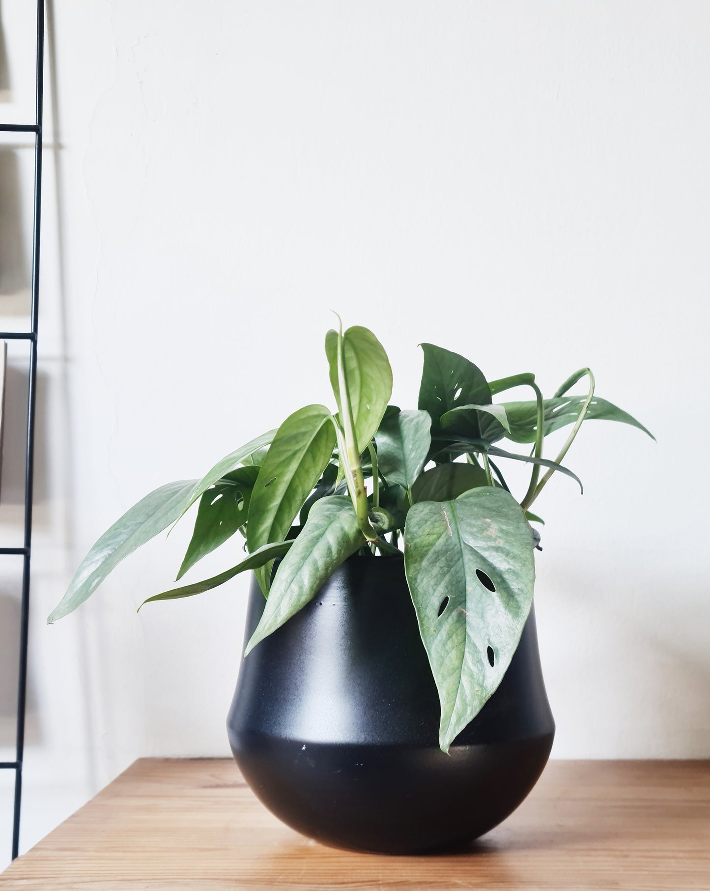 אפיפרמנום סבו בלו