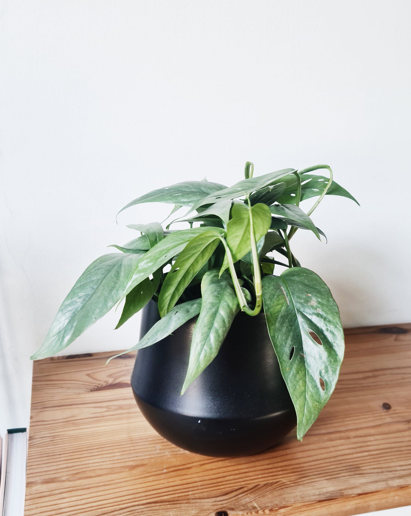 אפיפרמנום סבו בלו