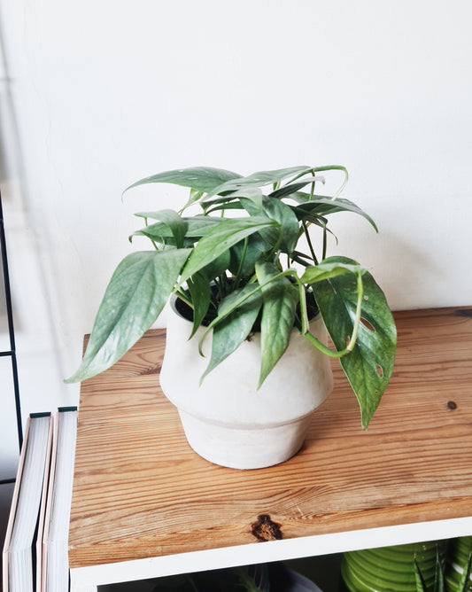 אפיפרמנום סבו בלו