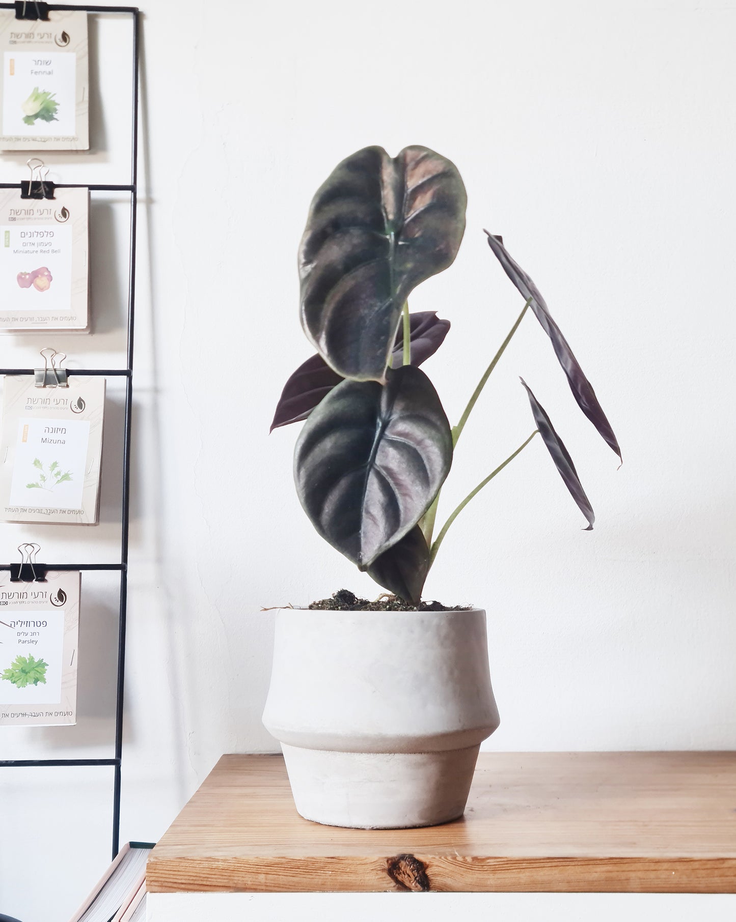 אלוקסיה קופרה