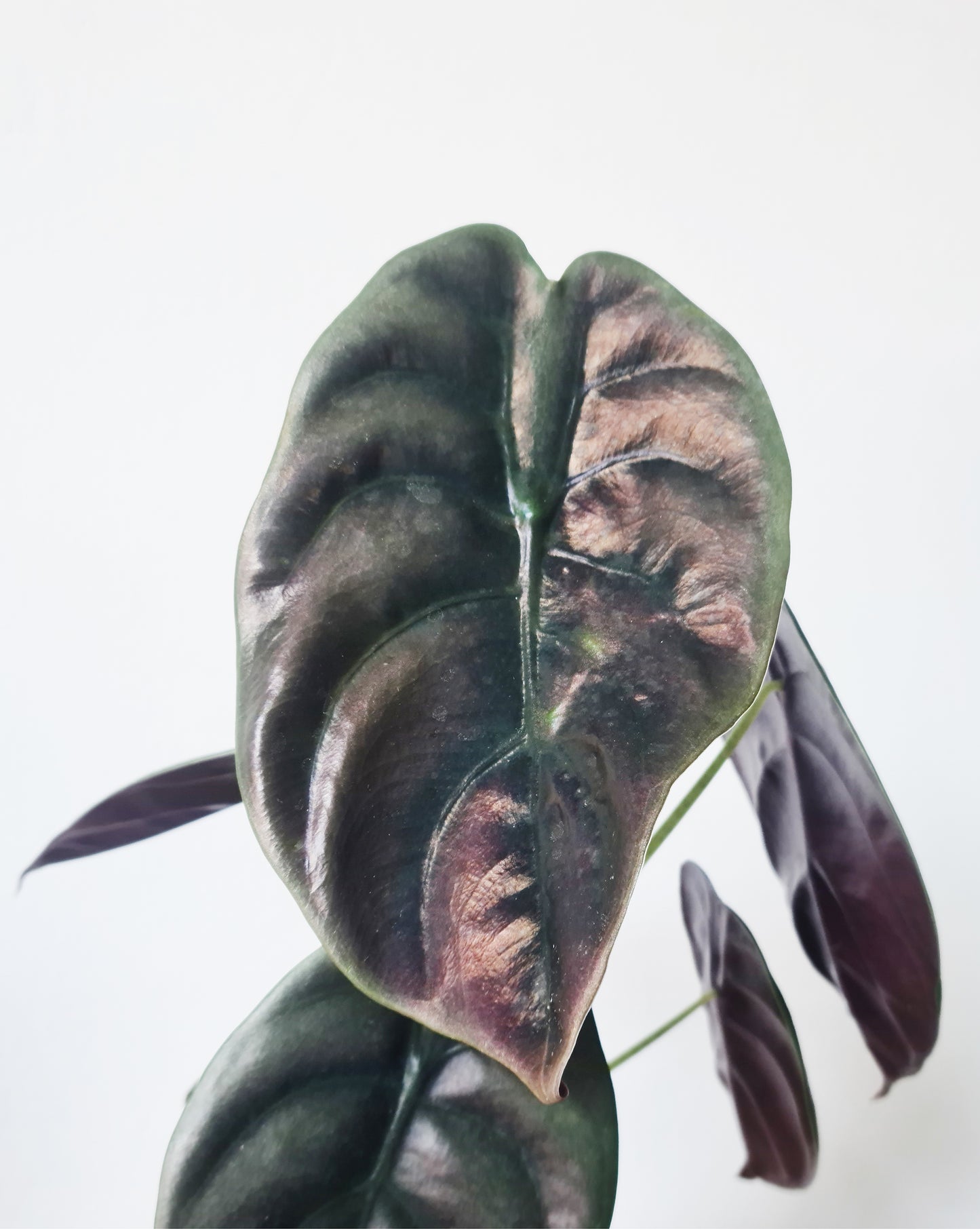 אלוקסיה קופרה