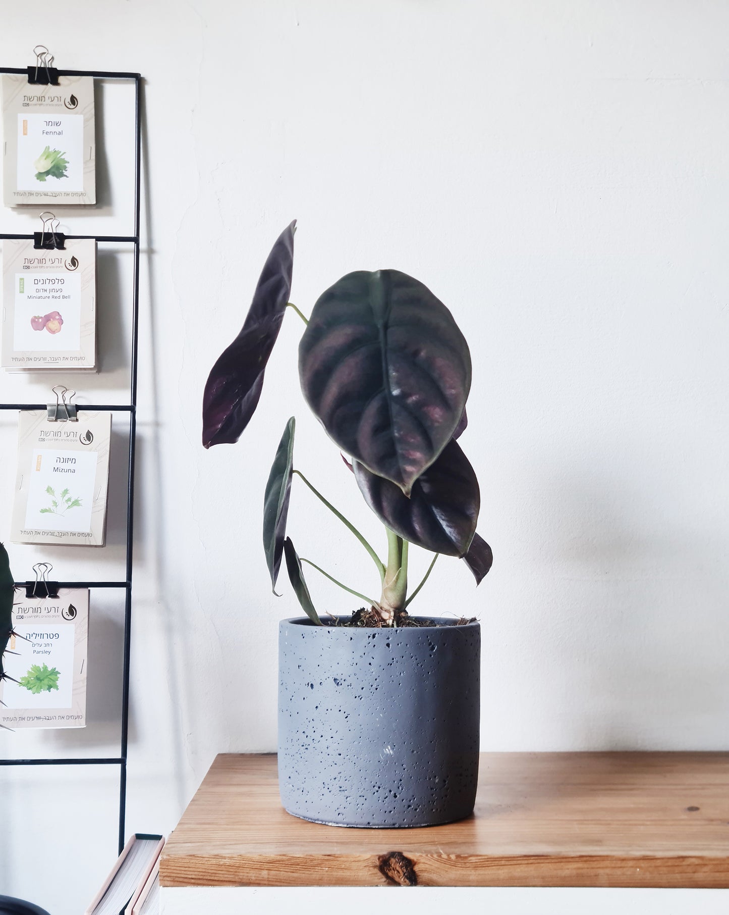 אלוקסיה קופרה