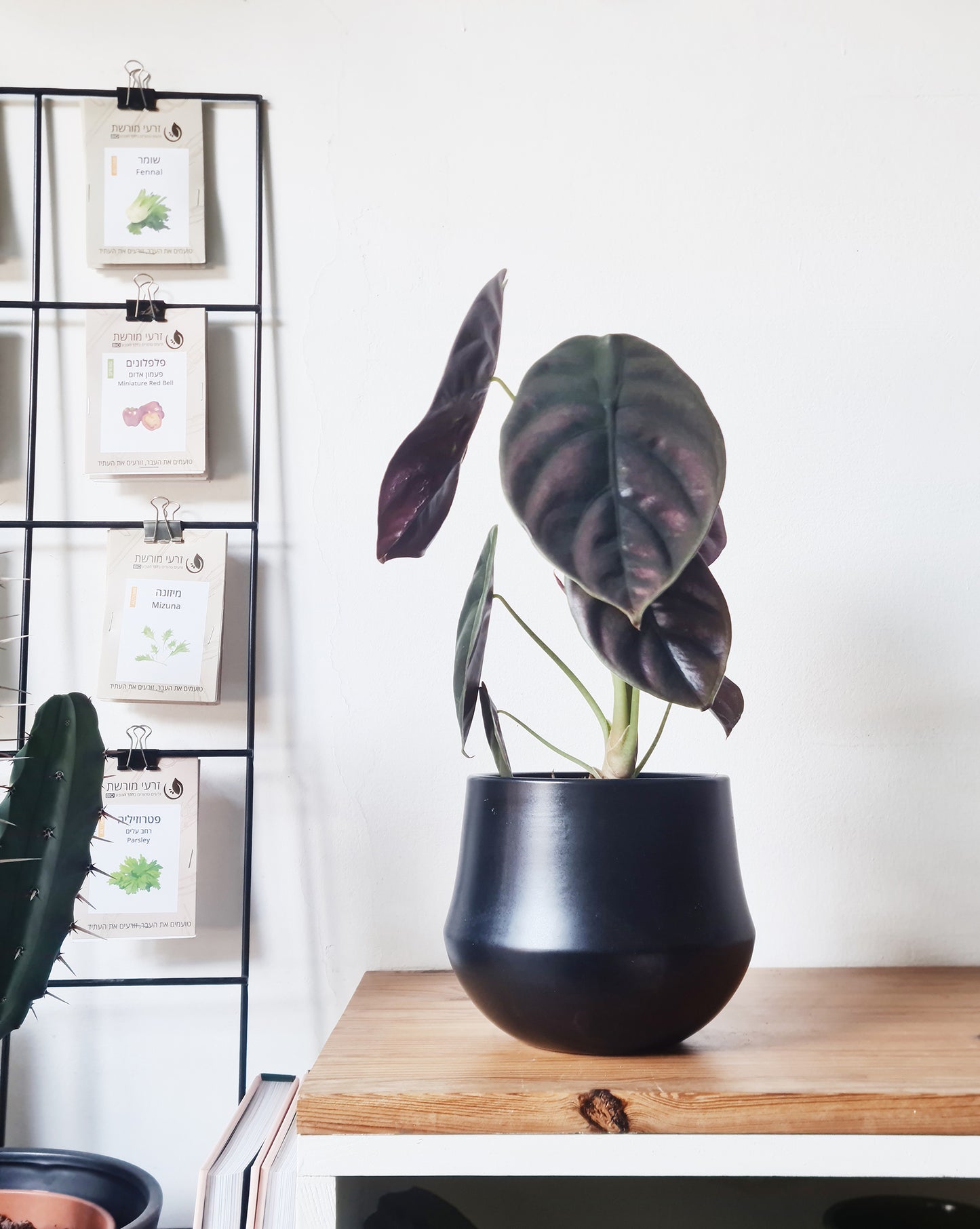 אלוקסיה קופרה