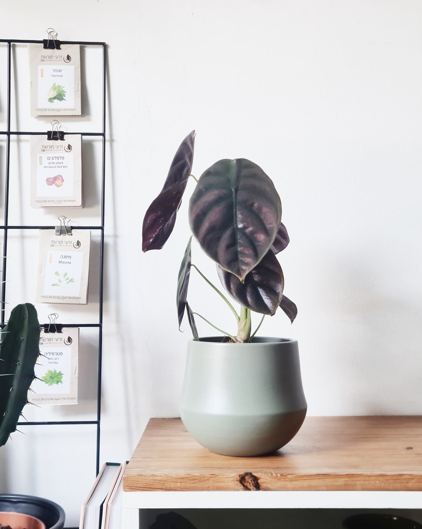 אלוקסיה קופרה