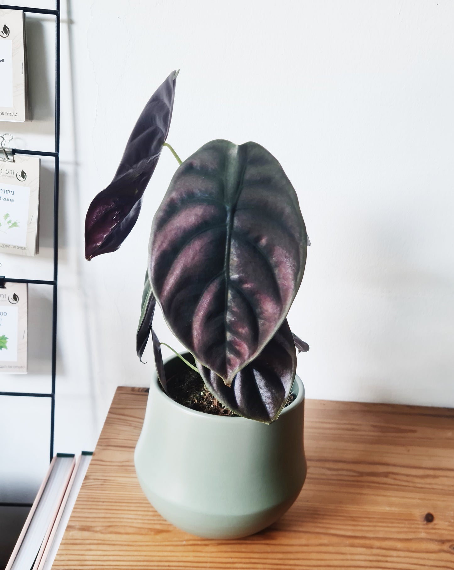 אלוקסיה קופרה