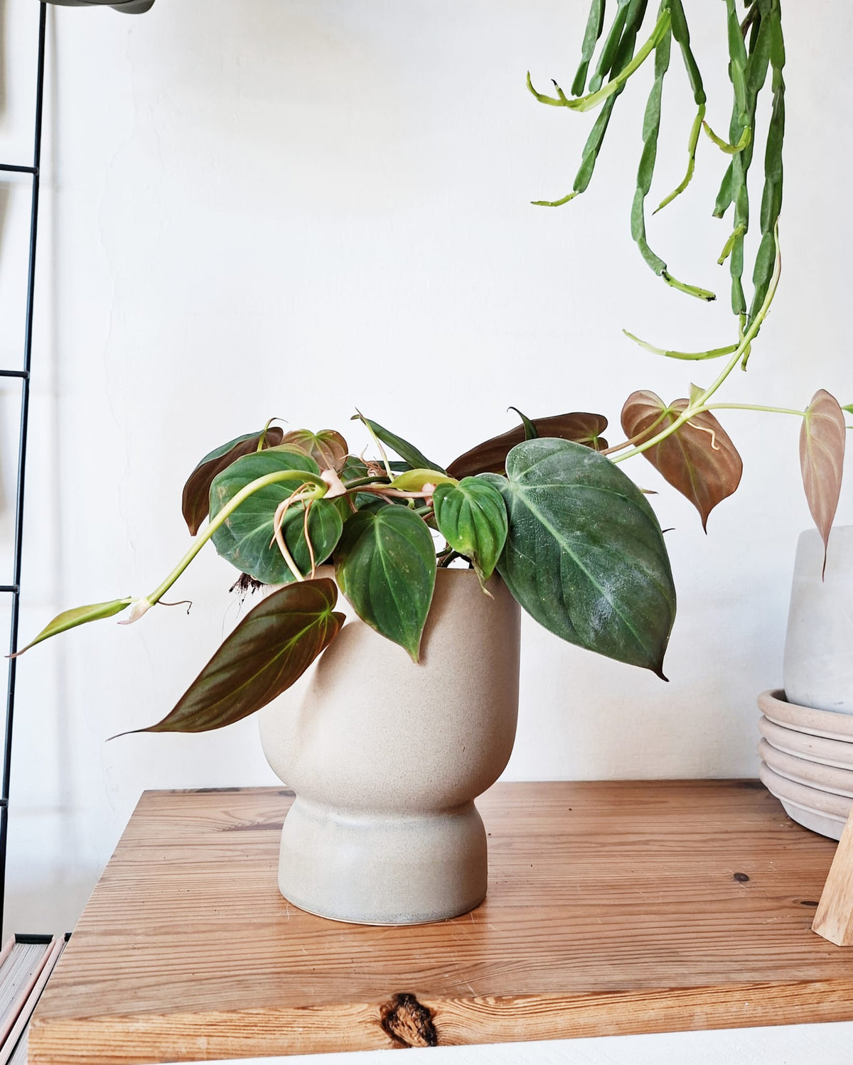 פילודנדרון מיקנס