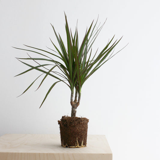 Dracaena Marginata S size