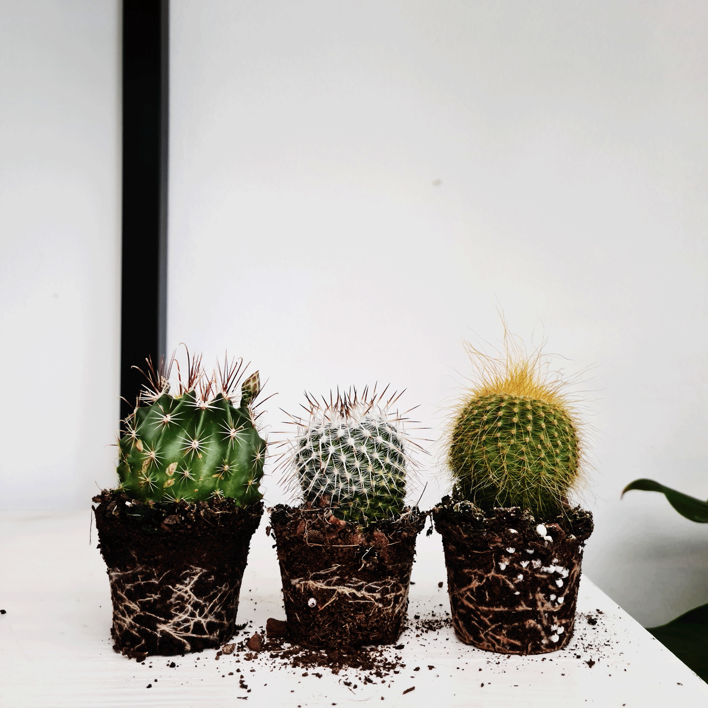 Cacti Mini 3 Pack