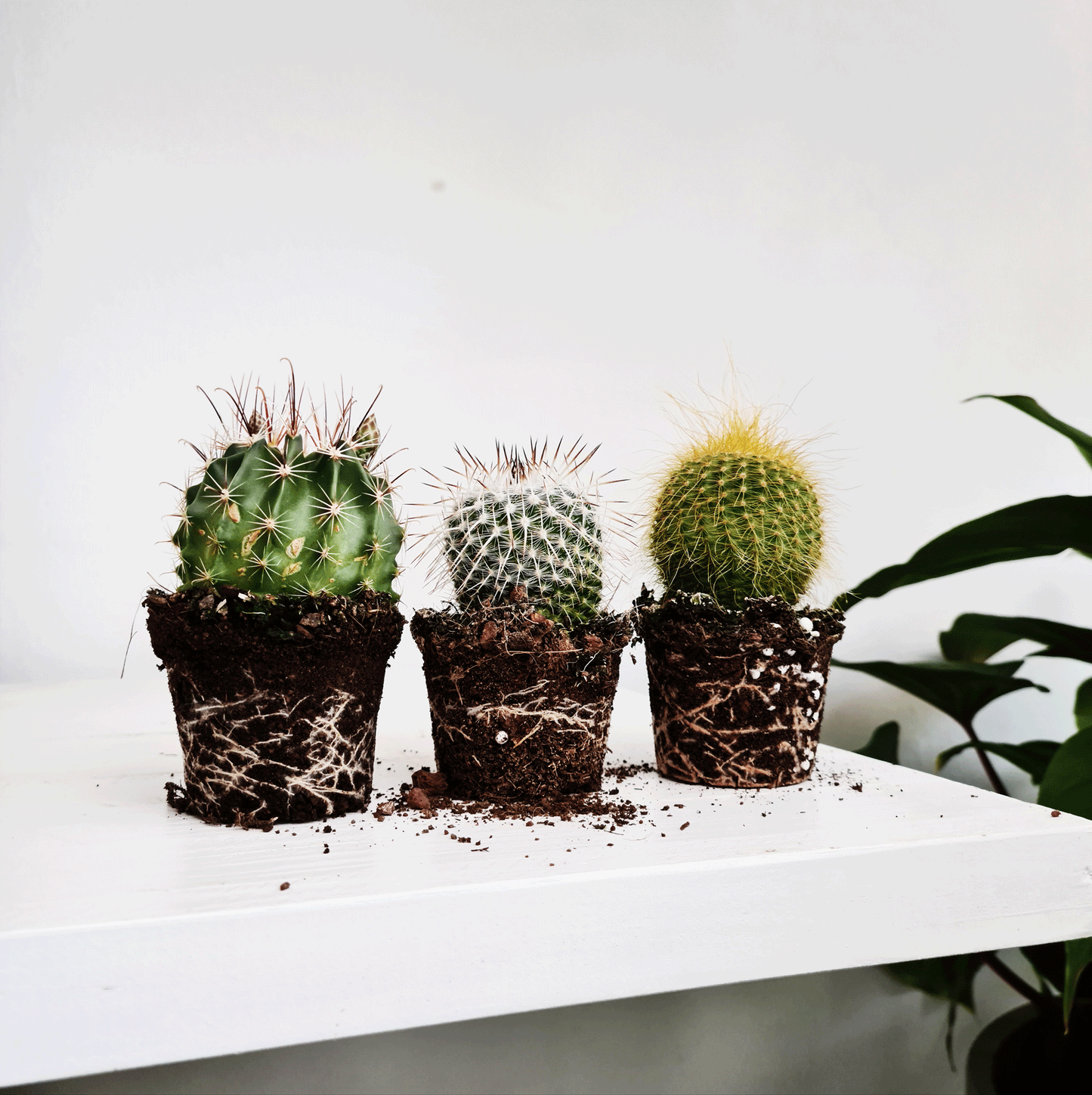 Cacti Mini 3 Pack