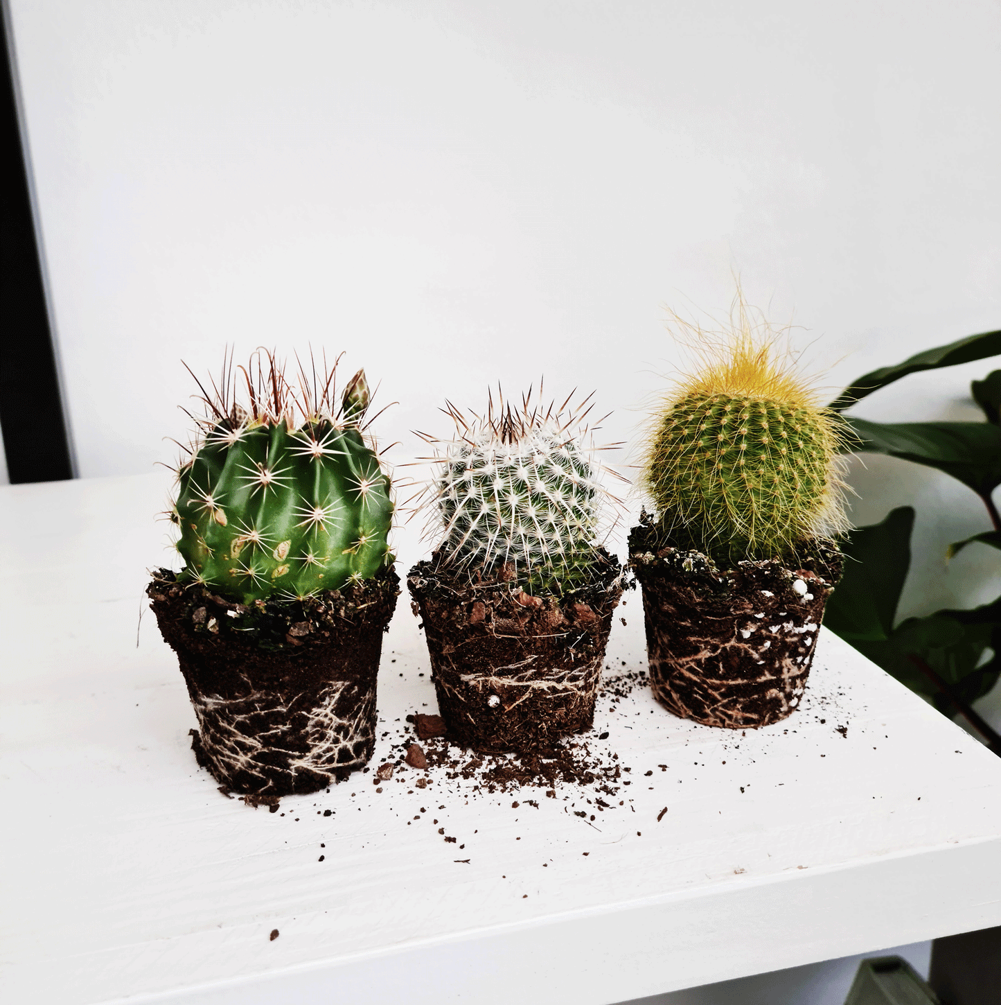 Cacti Mini 3 Pack