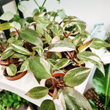 Philodendron Pink Princess XS size