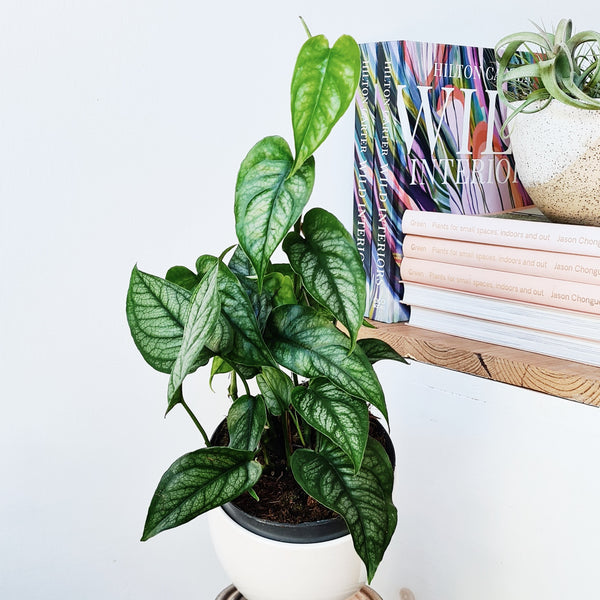 HOUSE PLANTS – We Love Plants