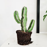 Euphorbia Polyacantha L Size