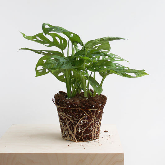 Monstera Adansonii S Size