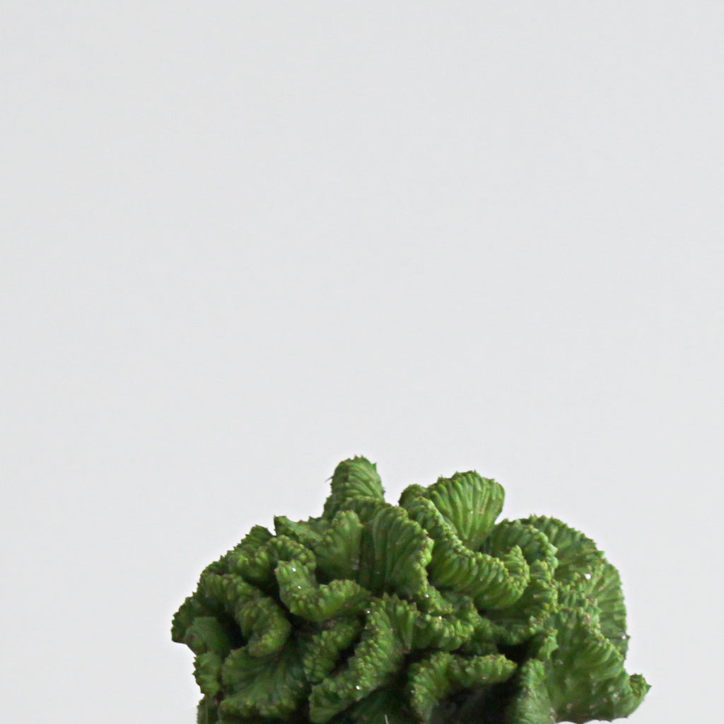 Euphorbia Enopla f. cristata L Size
