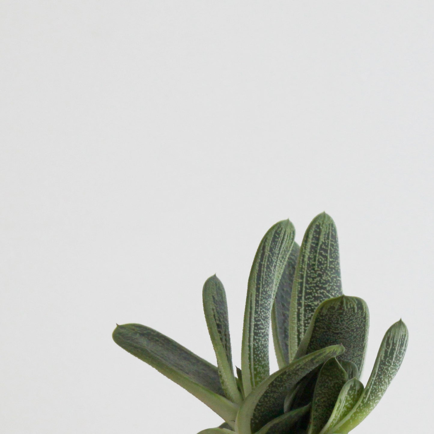 Gasteria Little Warty S Size