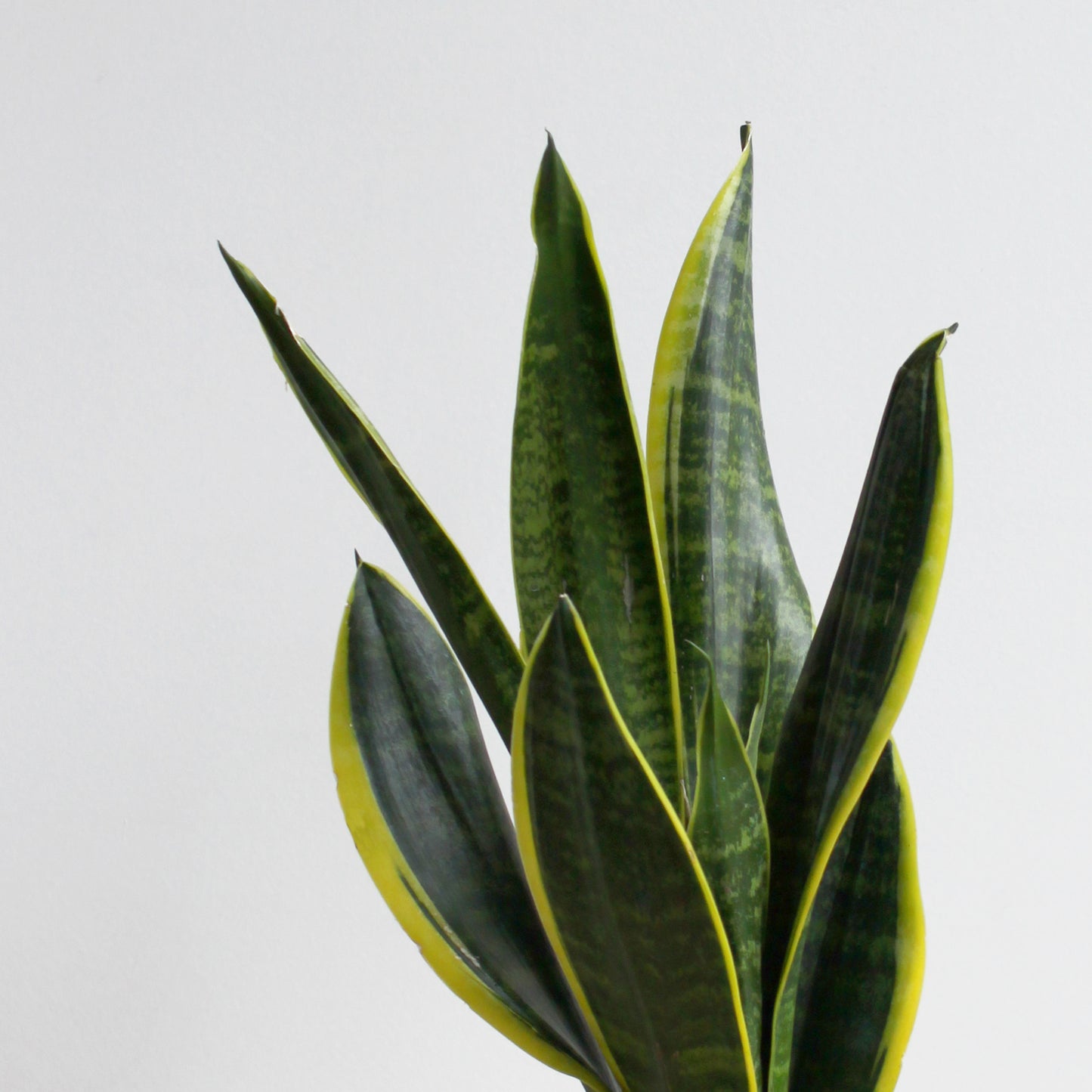 Sansevieria Laurentii S Size