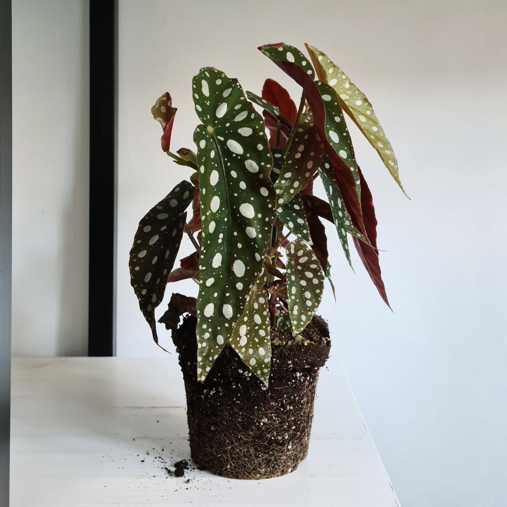 Begonia Maculata S Size