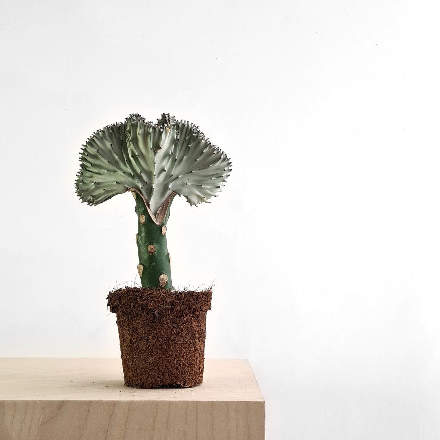 Euphorbia Lactea Cristata L Size
